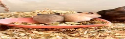Hamster rodents for sale: Syrian hamster babies in Andover - Advert 18