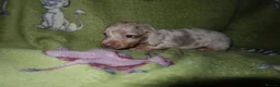 Miniature Dachshund dogs for sale: Last 2 blue&tan girls kc longhair mini dachshunds - Advert 13