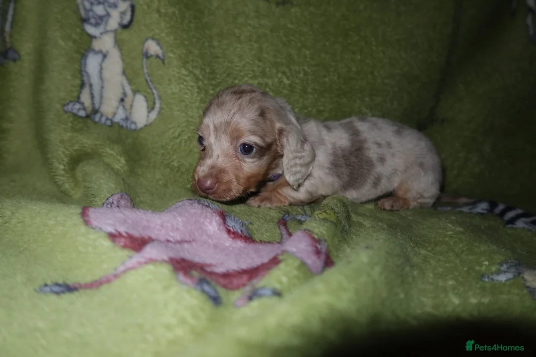 Miniature Dachshund dogs for sale: Last 2 blue&tan girls kc longhair mini dachshunds - Advert 13