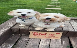 Cavachon dogs for sale: Cavachon f2 puppies  - Image 4
