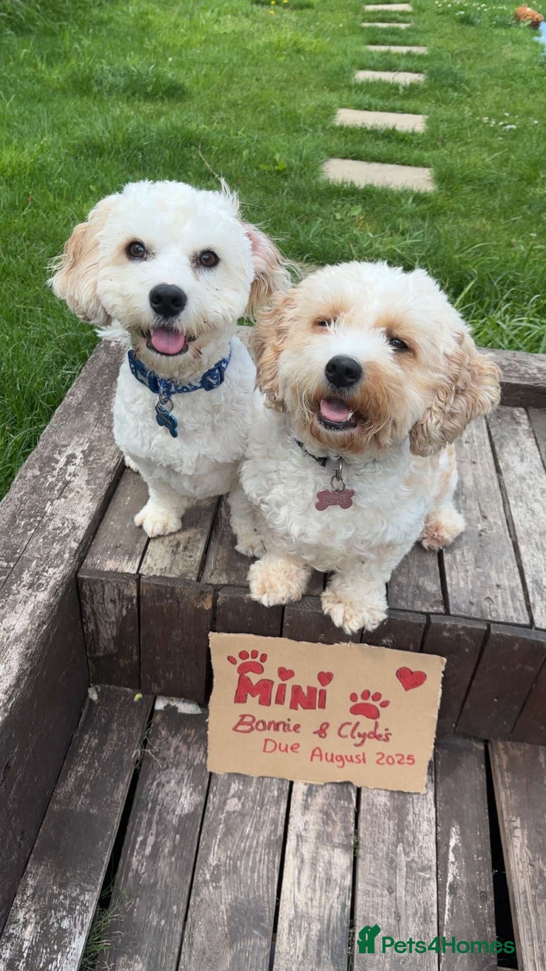 Cavachon dogs for sale: Cavachon f2 puppies  - Image 4