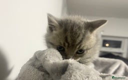 British Shorthair cats for sale: British shorthair kittens responsibly bred - Image 21