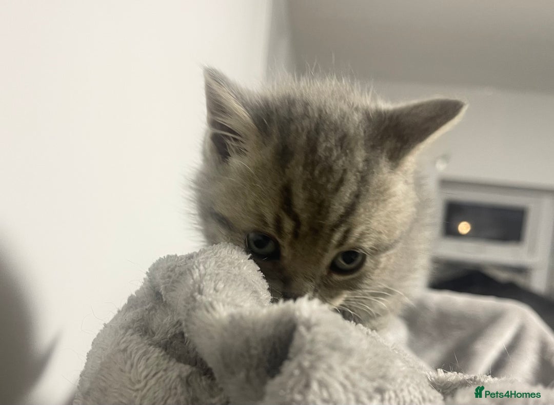 British Shorthair cats for sale: British shorthair kittens responsibly bred - Image 21