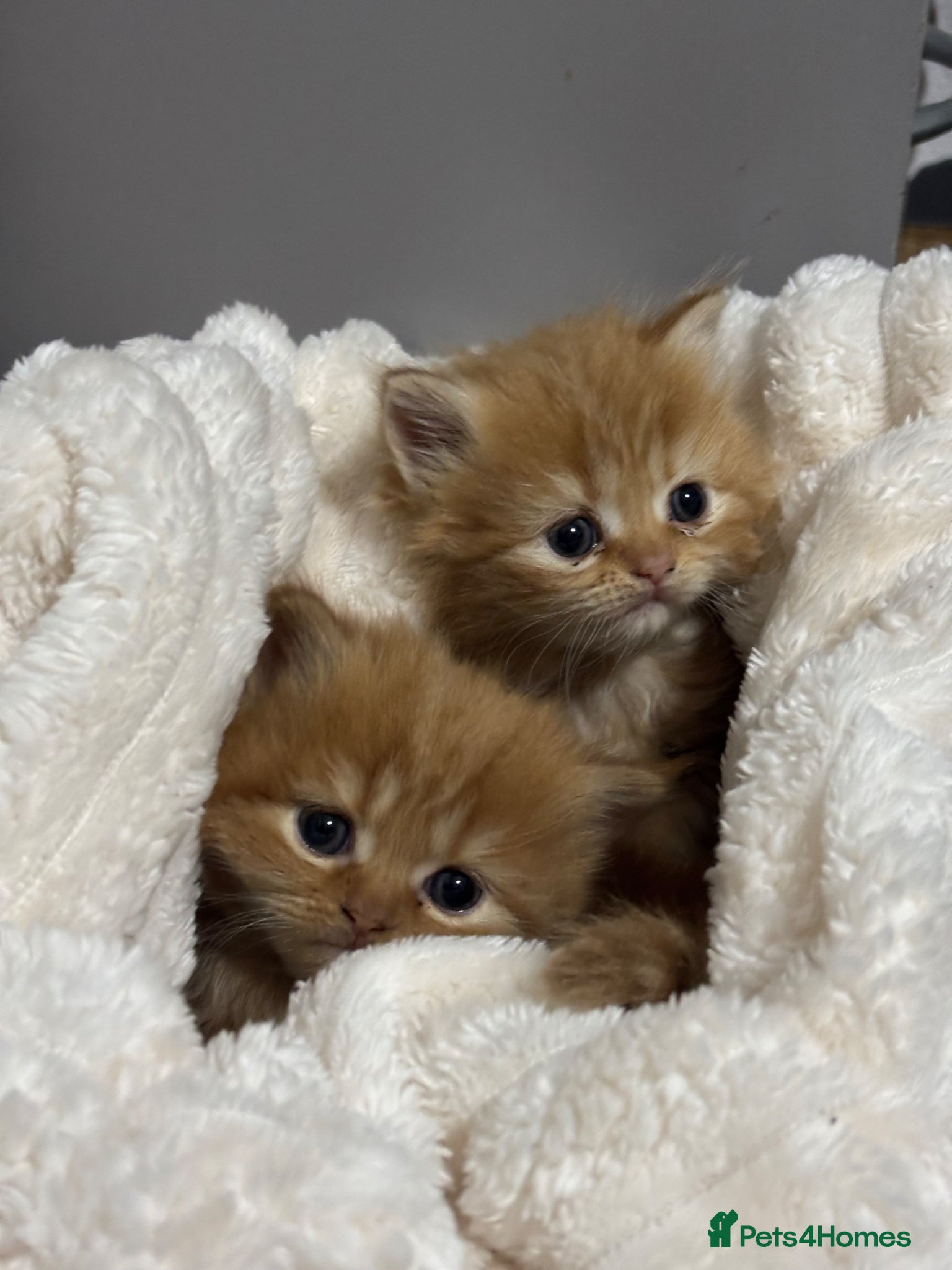 Persian cats Beautiful female ginger Persian kittens - Advert 9