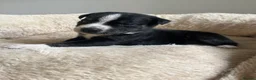Mixed Breed dogs for sale: *4 LEFT!!* Husky x American Bulldog Pups - Advert 31