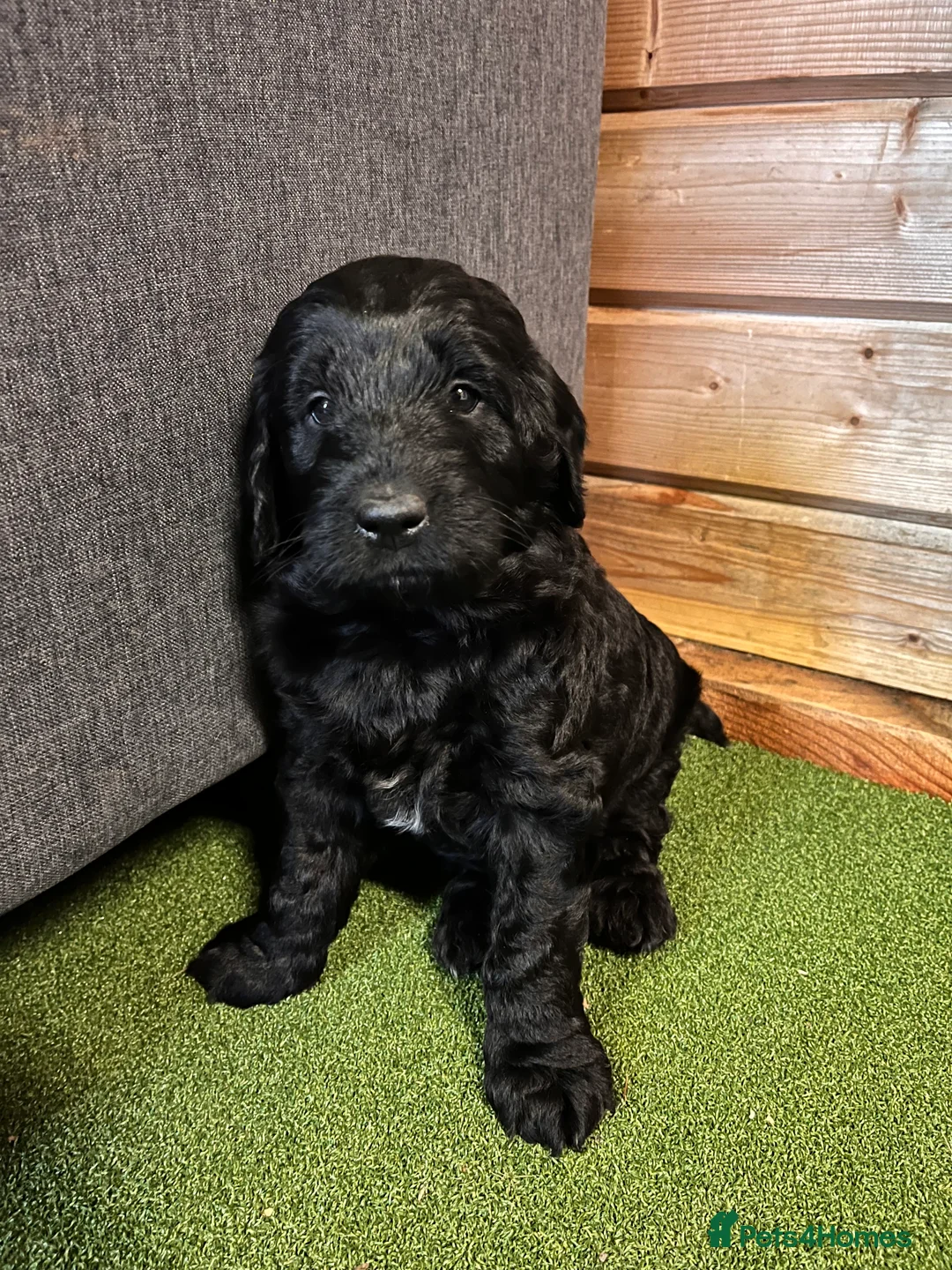 Mixed Breed dogs for sale: Fantastic Floodles! Fun, loyal and loving dogs  - Advert 8