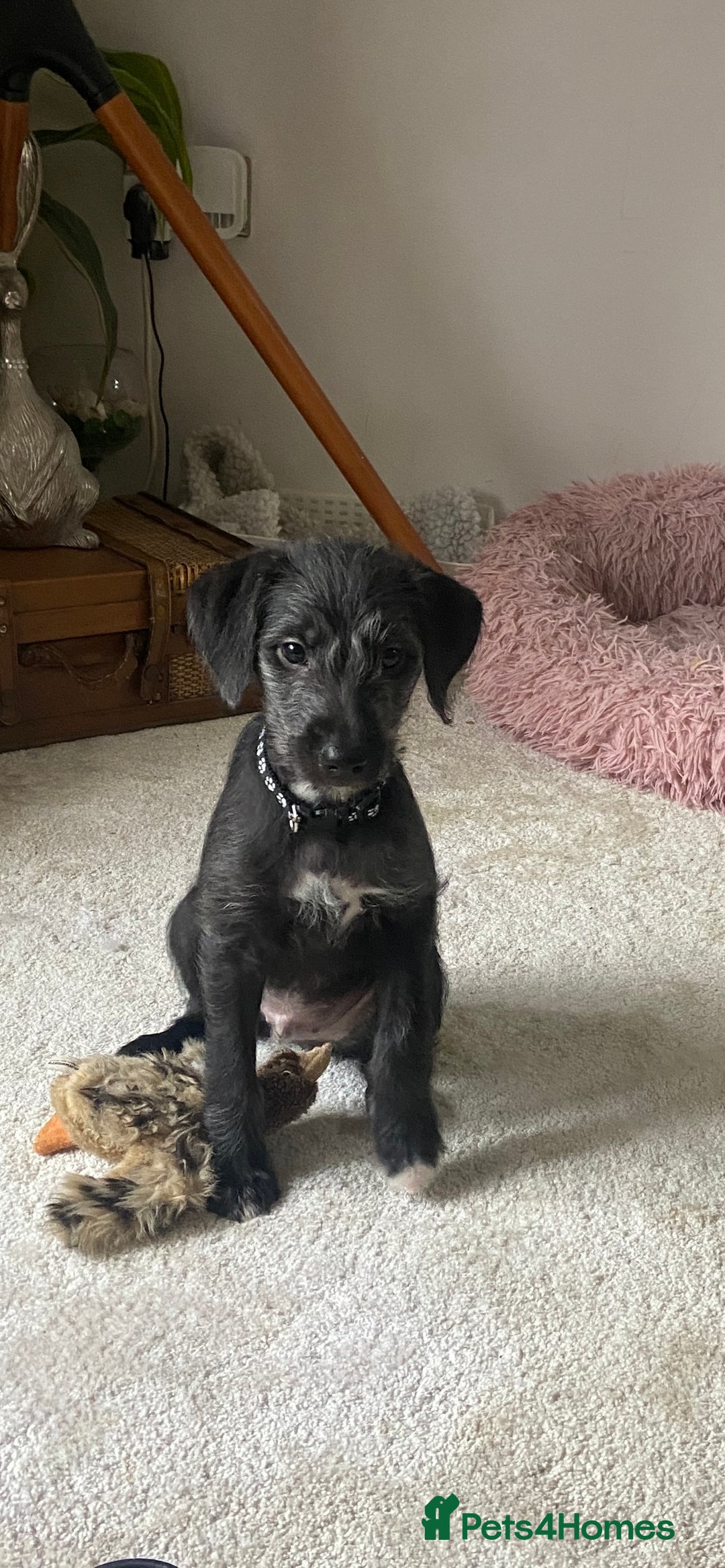 Bedlington Terrier dogs for sale: Bedlington cross whippet - Advert 2