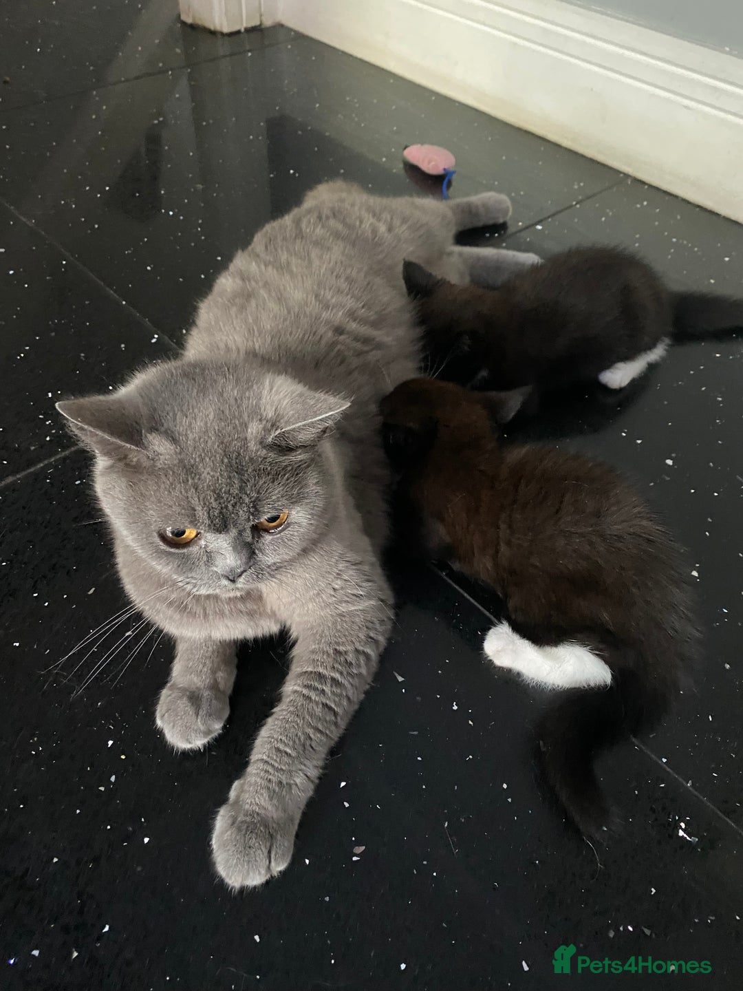 Mixed Breed cats for sale: X BRITISH SHORT adorable kittens ready 4 new home - Image 1