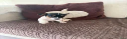 Jack Russell dogs for sale: 4 beautiful jack russells in Basildon - Advert 9