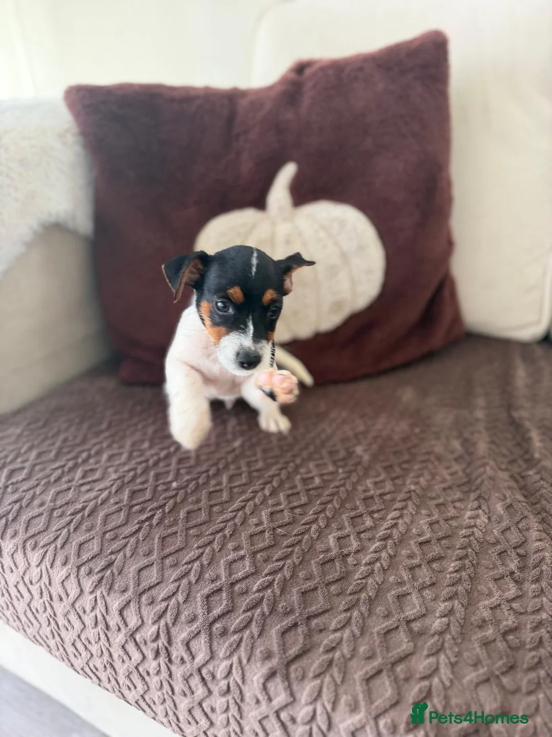 Jack Russell dogs for sale: 4 beautiful jack russells in Basildon - Advert 9