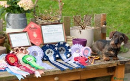 Miniature Dachshund dogs for sale: Miniature Wire Haired Dachshunds - Image 1