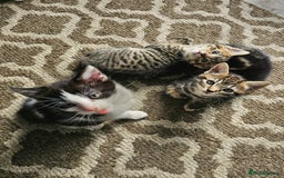 Mixed Breed cats for sale: 3 Beautiful kittens looking for home - Image 3