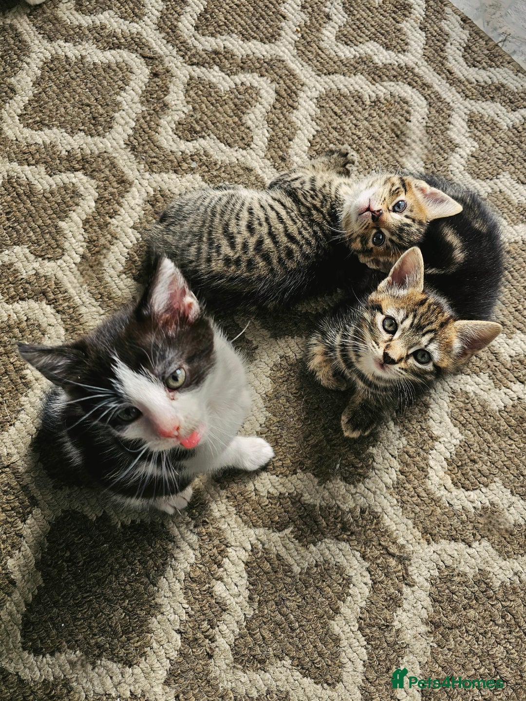 Mixed Breed cats for sale: 3 Beautiful kittens looking for home - Image 3