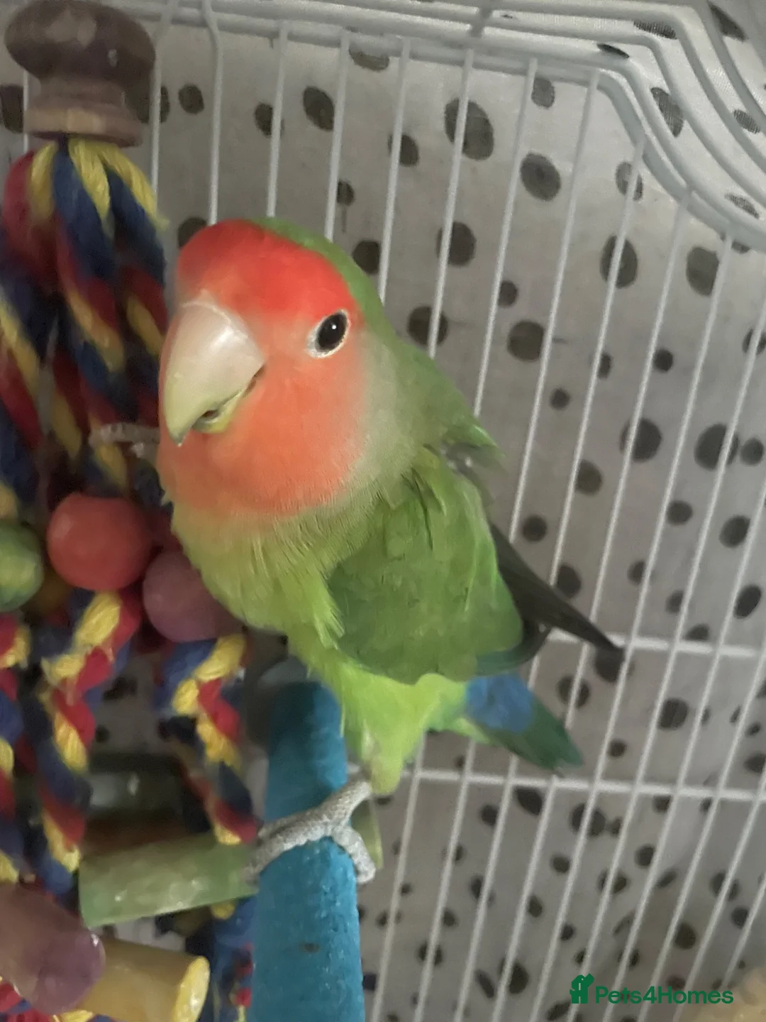 Lovebirds birds for sale: Beautiful baby lovebird male  - Advert 8