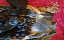 Yorkshire Terrier dogs for sale: Miss Bella and adorable boys - Image 1