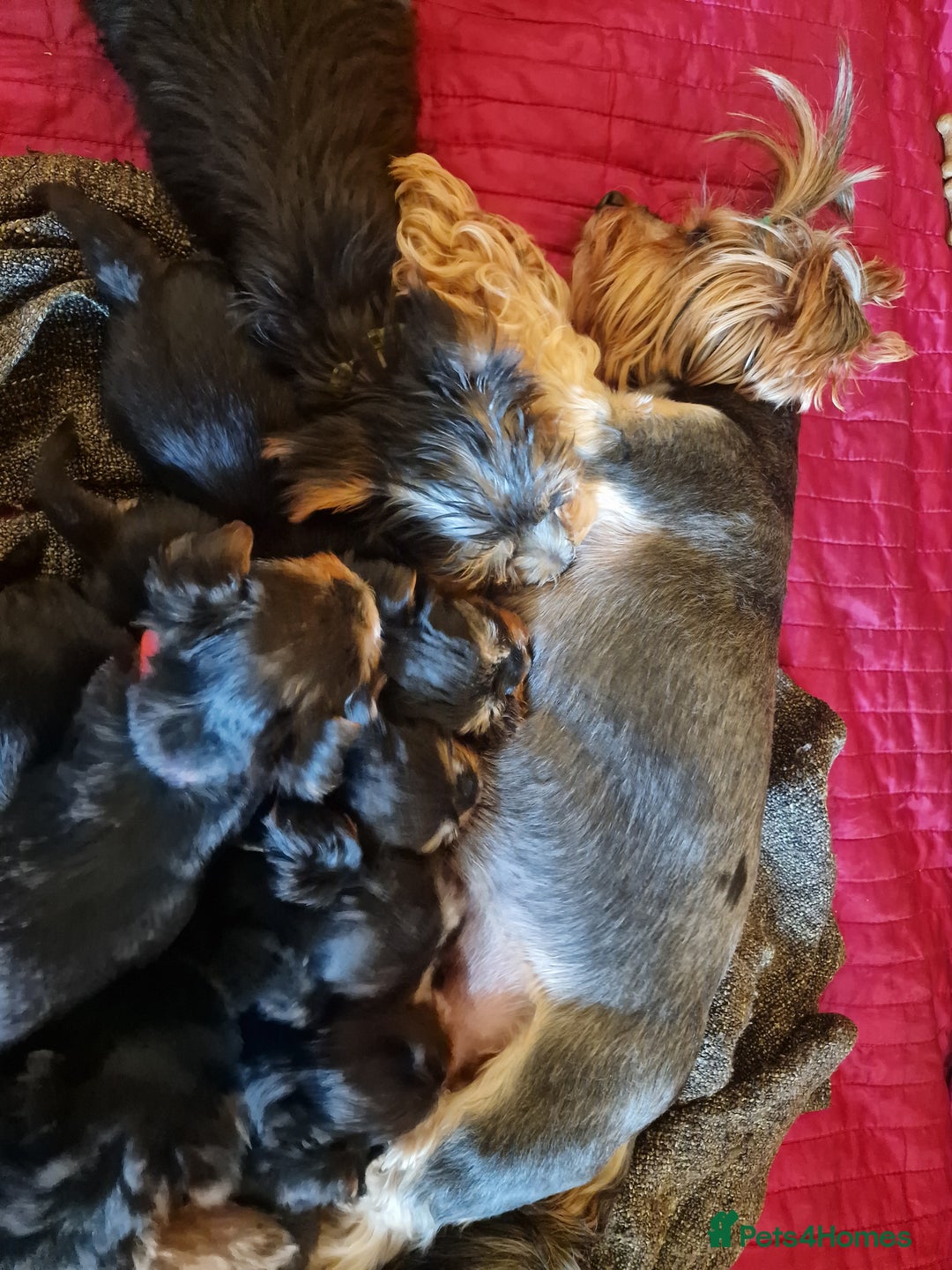 Yorkshire Terrier dogs for sale: Miss Bella and adorable boys - Image 1