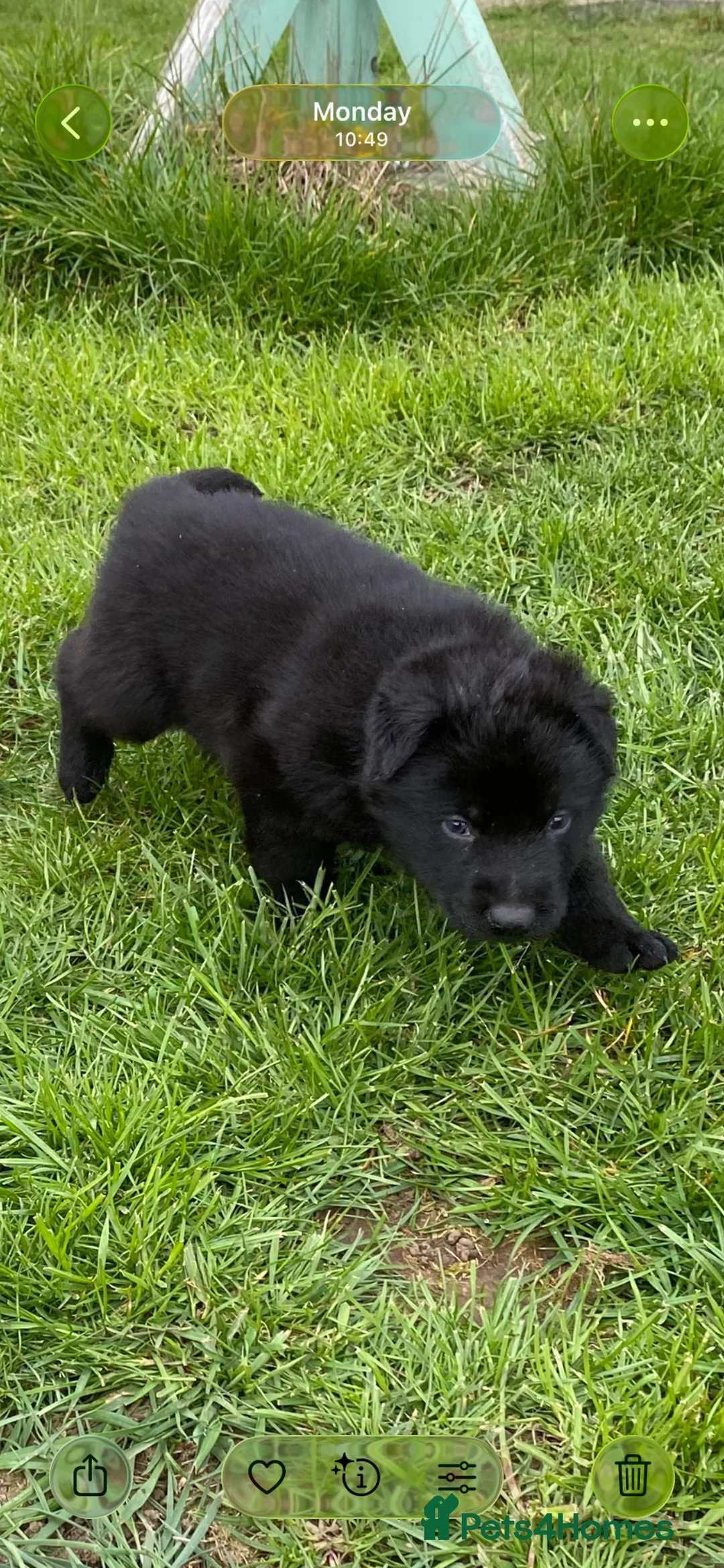 German Shepherd dogs for sale: Working German shepherd puppies  - Advert 2