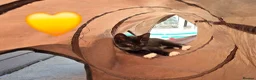 Mixed Breed cats for sale: 3 Boy Kittens Available  - Advert 5