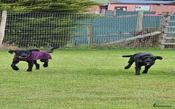 Mixed Breed dogs for adoption: Brodie is desperate for his forever home  - Image 4