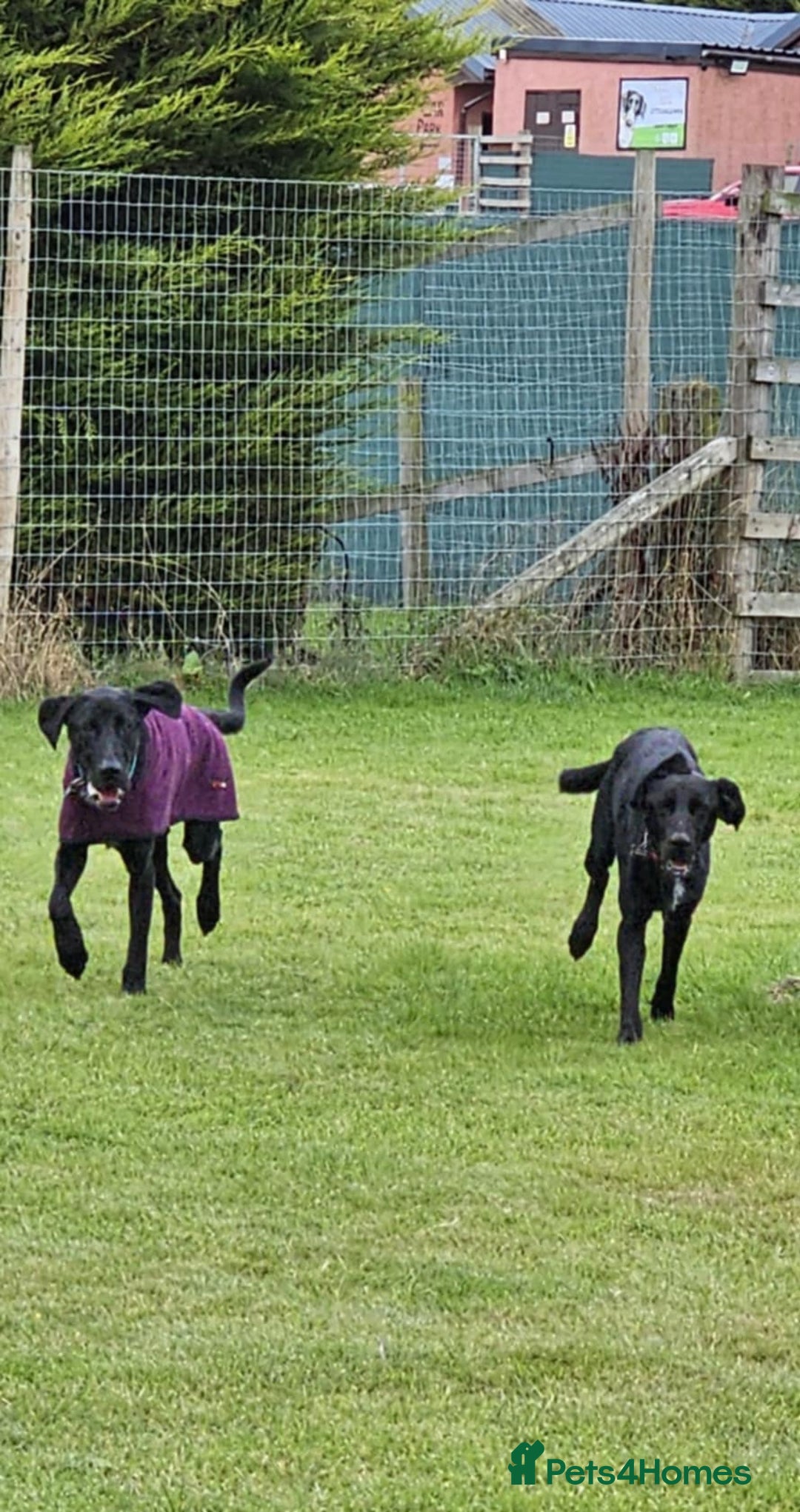 Mixed Breed dogs for adoption: Brodie is desperate for his forever home  - Image 4