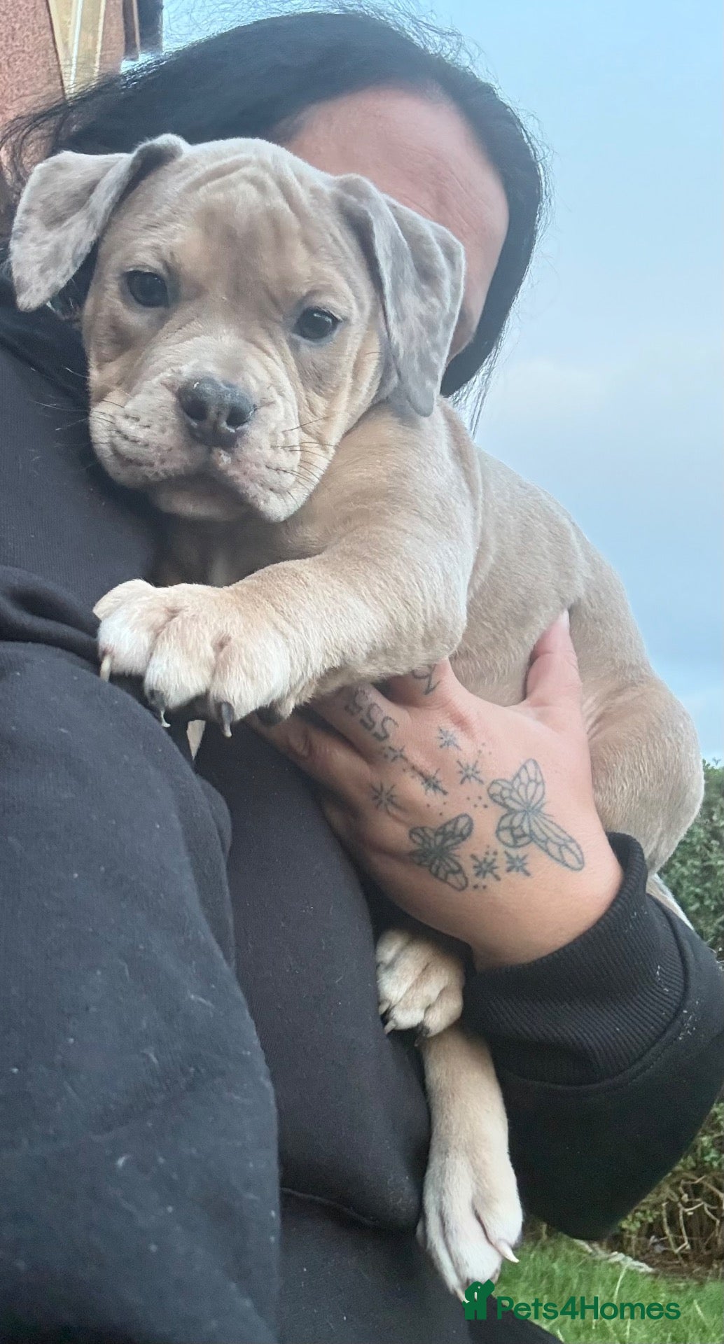 Olde English Bulldogge dogs for sale: 1 Last Old English Bulldog Available I£1900  - Advert 1
