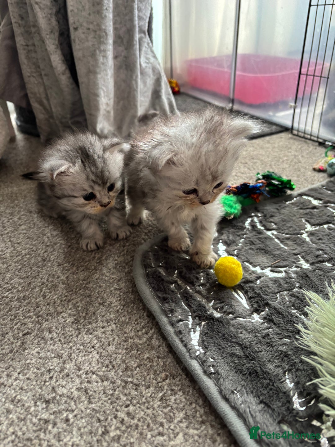 Persian cats for sale: Stunning Persian X mainecoon babies - Advert 8