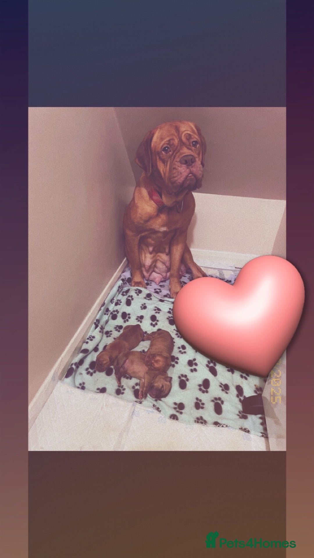 Dogue De Bordeaux dogs for sale: 3 beautiful dogue de bordeaux puppies for sale - Advert 1