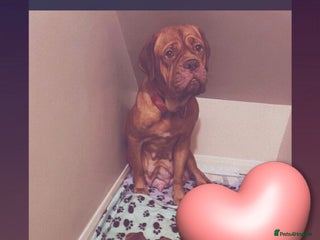 Dogue De Bordeaux dogs 3 beautiful dogue de bordeaux puppies for sale - Advert 2