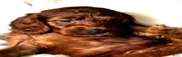 Irish Doodle dogs for sale: Doodles Miniature Poodle cross Irish Red Setter,  - Advert 9