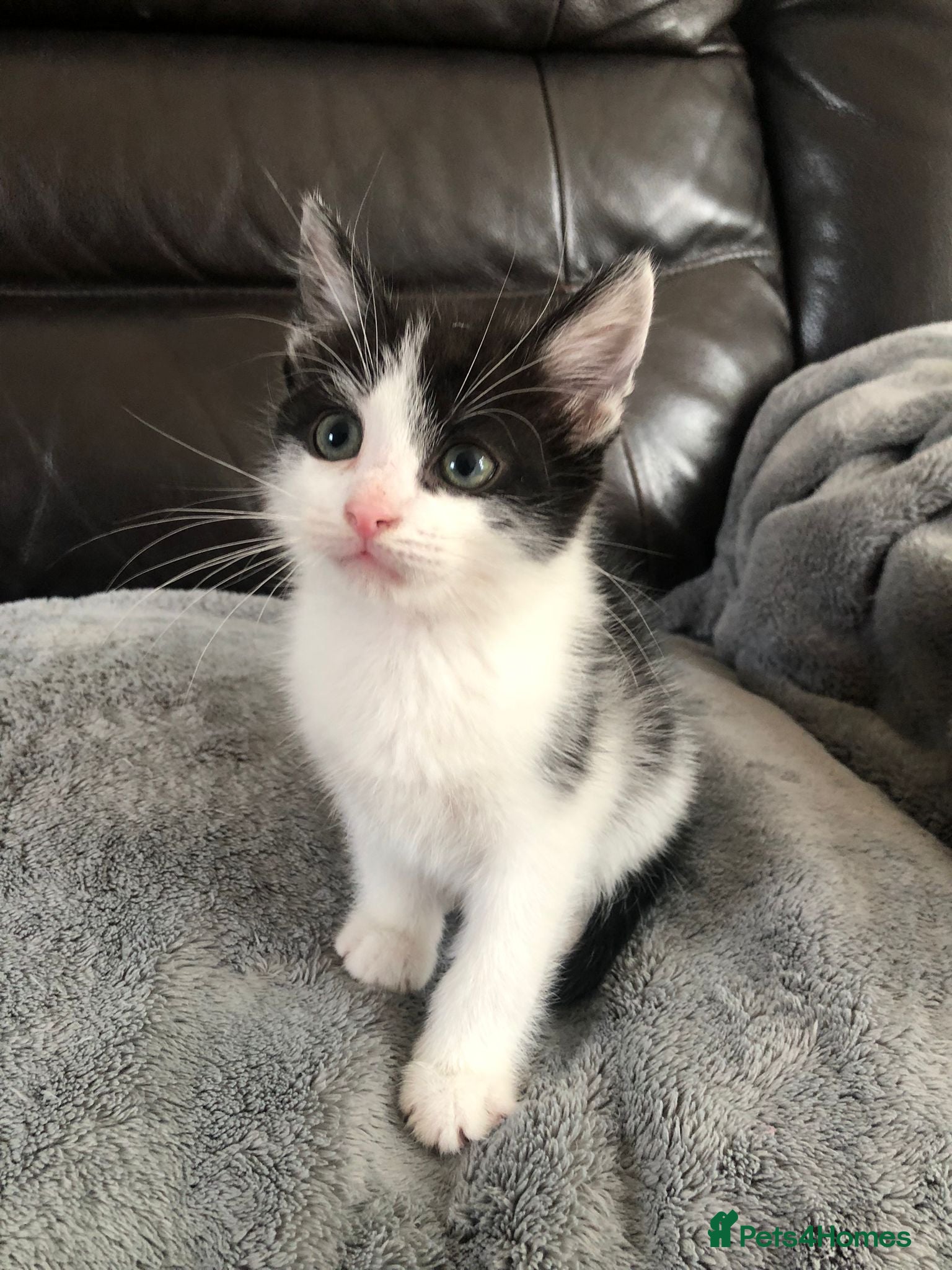 Mixed Breed cats Beautiful Mixed Male Kitten - Advert 1