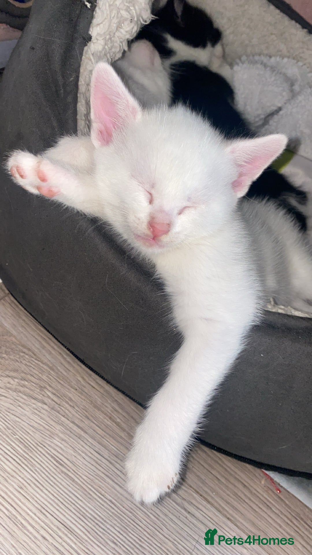 Domestic Shorthair cats for sale: 2 blue eyed Girls  - Image 11