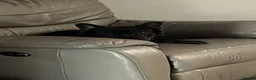 French Bulldog dogs for stud: Knight Konan ready to stud  - Advert 5