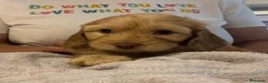 Cockapoo 3