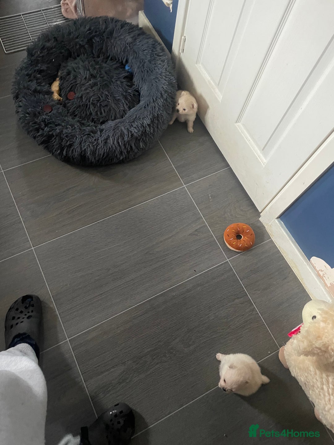 Pomeranian dogs for sale: White KENNEL CLUB Registered CHAMPION Bloodlines - Image 34