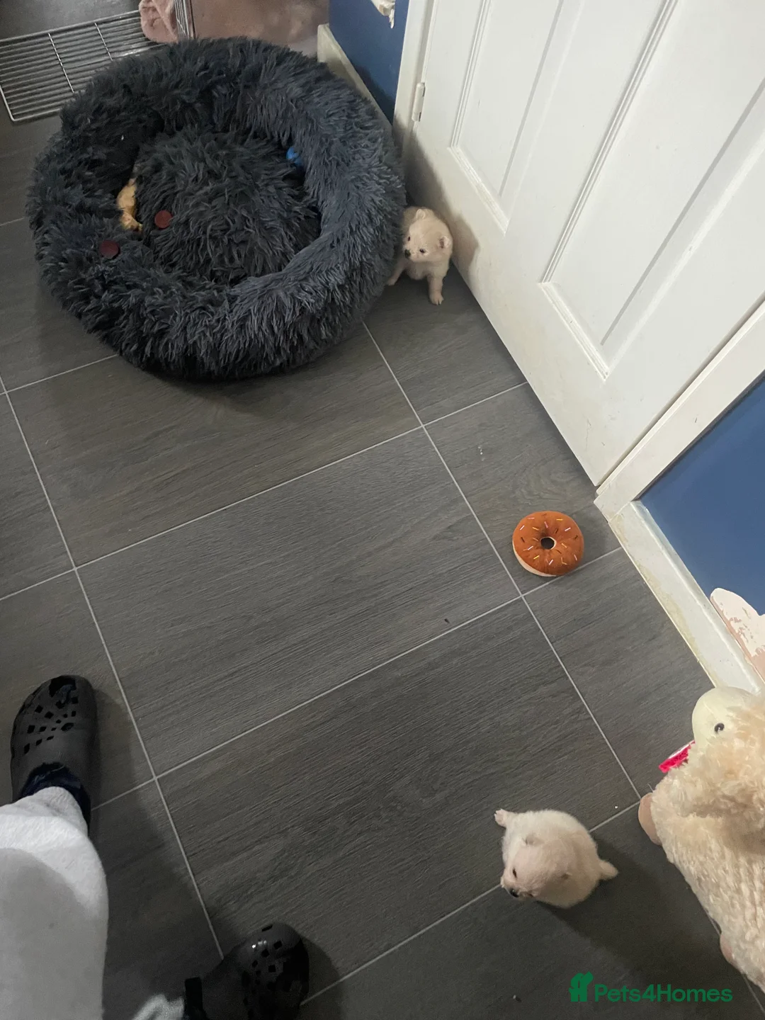 Pomeranian dogs for sale: White KENNEL CLUB Registered CHAMPION Bloodlines - Advert 29