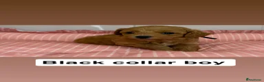 Black collar boy