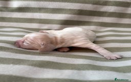 Cocker Spaniel dogs for sale: Beautiful Cocker Spaniel Puppies - Advert 20