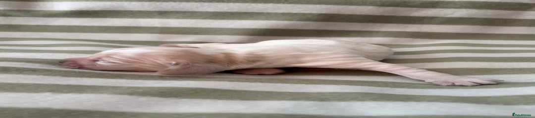 Cocker Spaniel Puppy 6