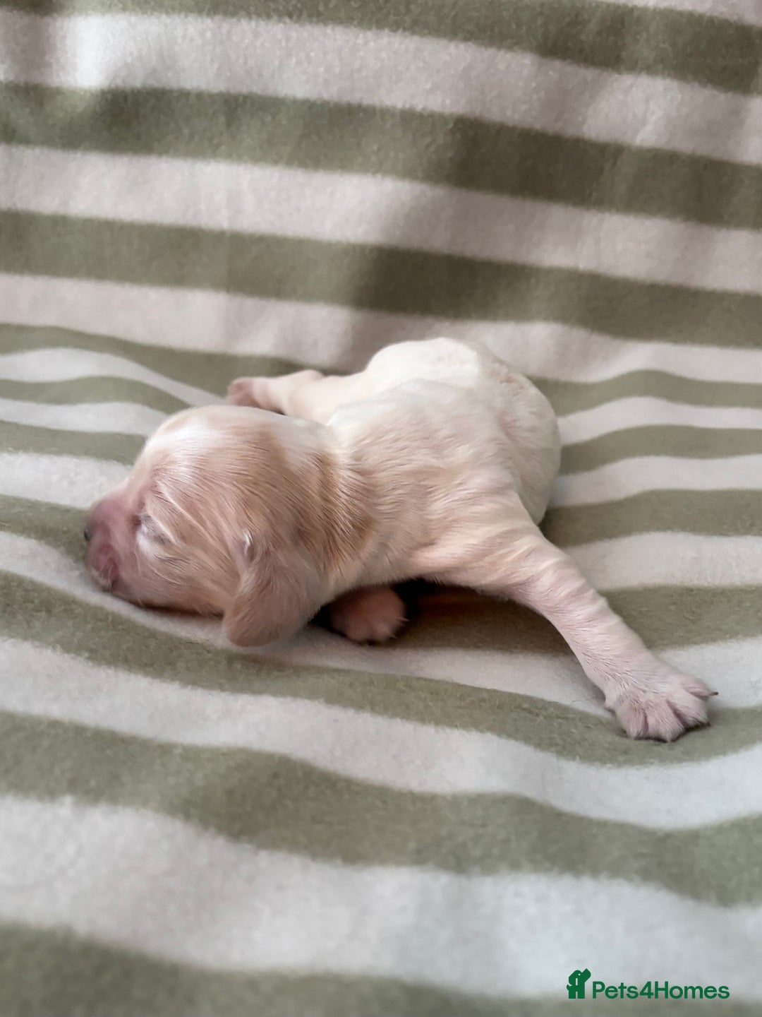 Cocker Spaniel dogs for sale: Beautiful Cocker Spaniel Puppies - Advert 20