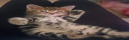 Persian cats for sale: 4 X doll faced Persian kittens cross  - Advert 19