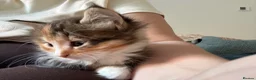 Mixed Breed cats for sale: Female Kitten  in Northampton - Advert 3