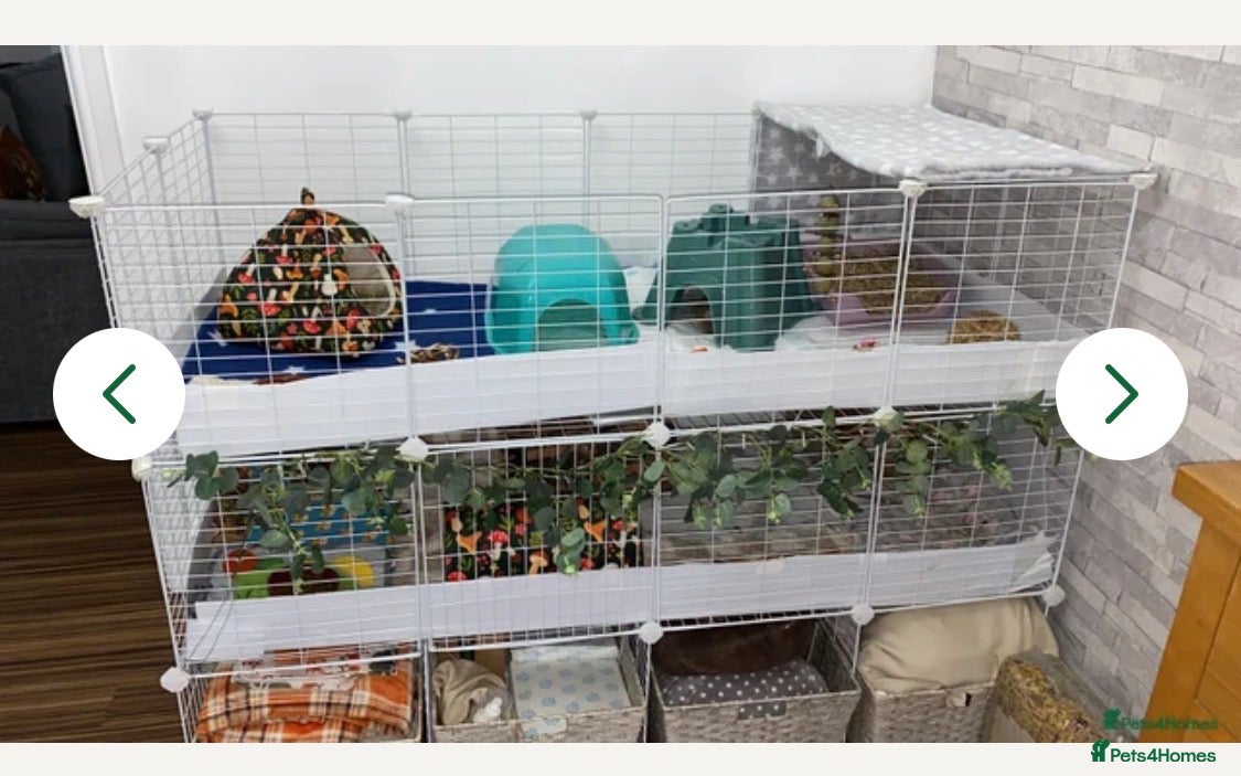 Guinea Pig rodents 1 male Guinea Pig £20 - Advert 10