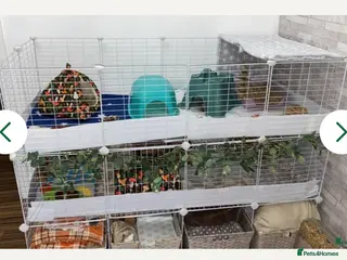 Guinea Pig rodents 1 male Guinea Pig £20 - Advert 10