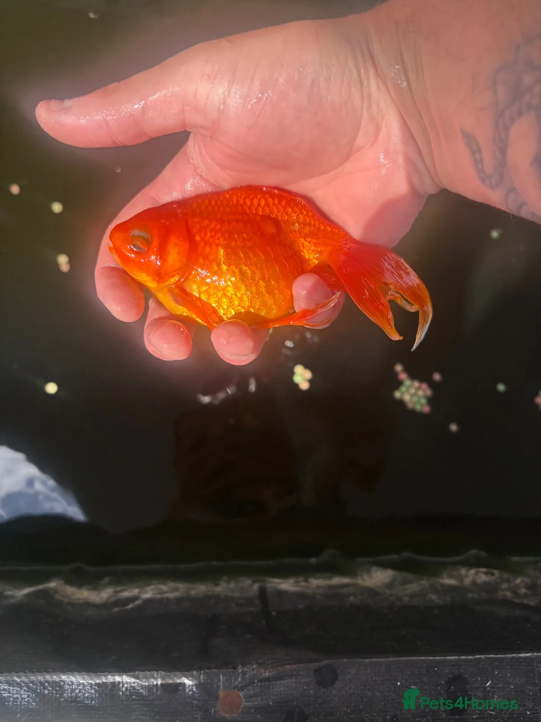 Fancy Goldfish fish for sale: Pond fish for sale in Port Talbot - Advert 2