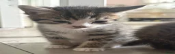 Siberian cats for sale: Beautiful Siberian x kittens  - Advert 16