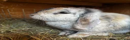 Mini Lop rabbits for sale: Mini lop in Wickford - Advert 3
