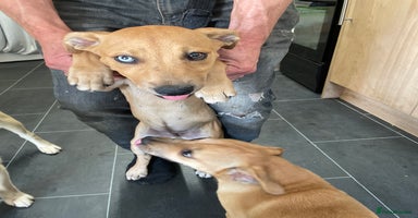 Mixed Breed dogs - Advert 10