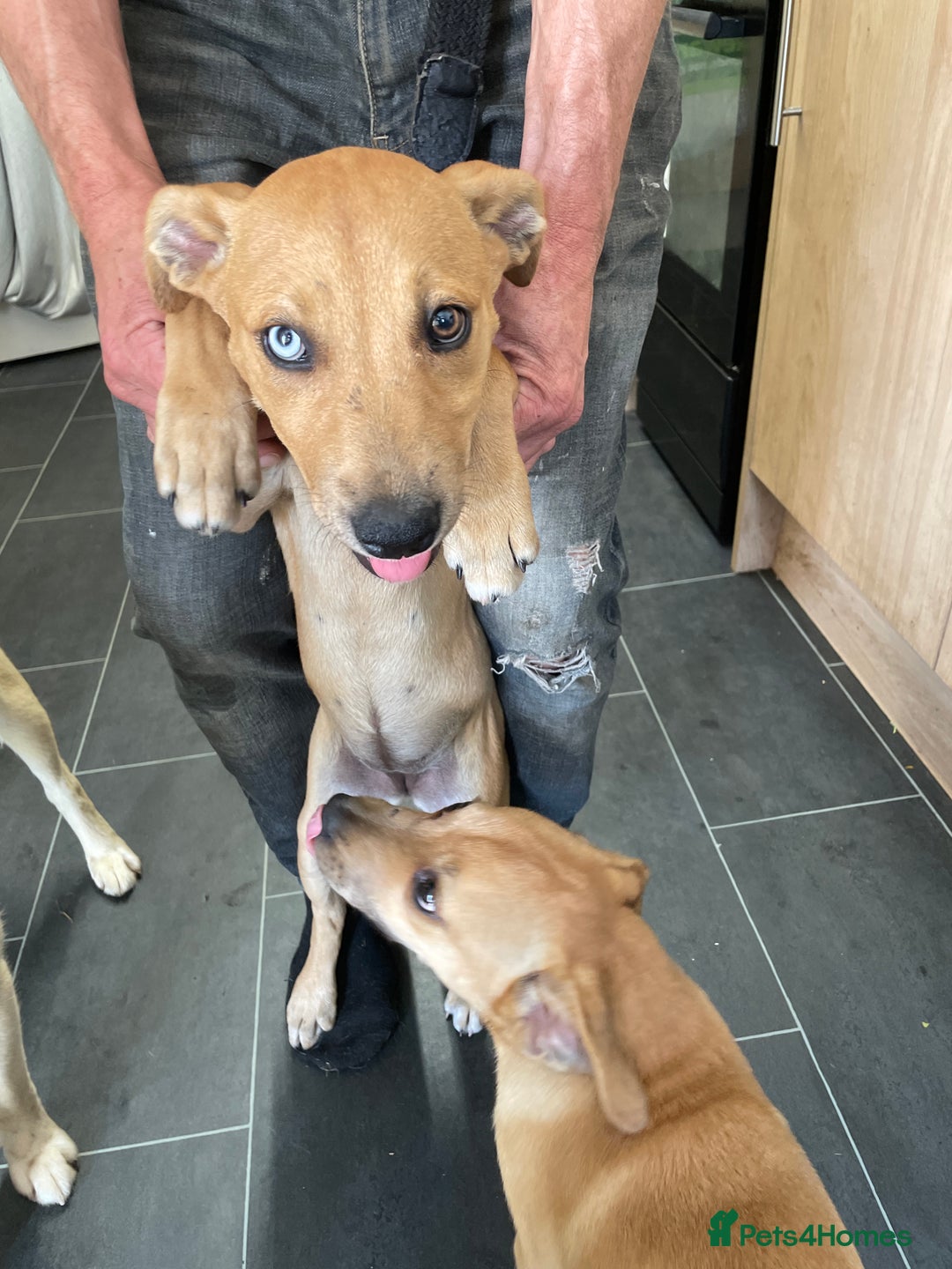 Mixed Breed dogs for sale: Rottweiler x husky pup for sale  - Image 2