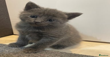 Russian Blue cats - Advert 16