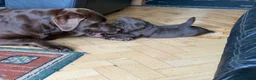 Labrador Retriever dogs for sale: Super Chunky Gorgeous George in Poulton-le-Fylde - Advert 6